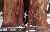 Dentro de uma gigantesca Sequoia no Sequoia National Park,  na Califórnia - EUA